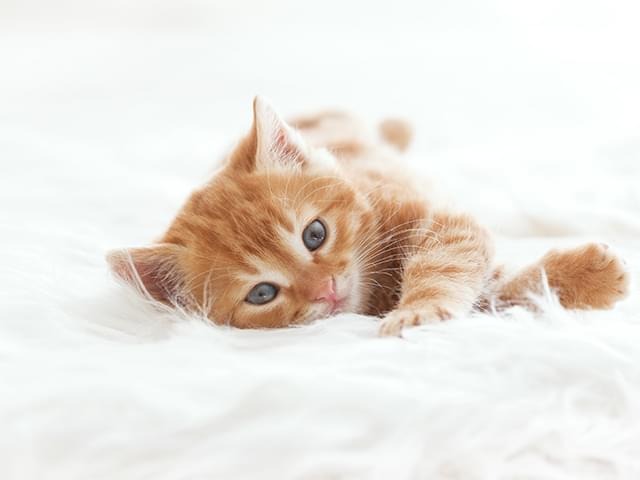 動物たちへの接し方について